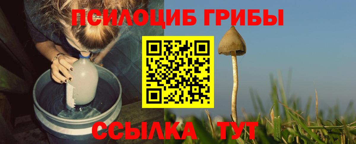 Псилоцибиновые грибы Psilocybine cubensis Урай